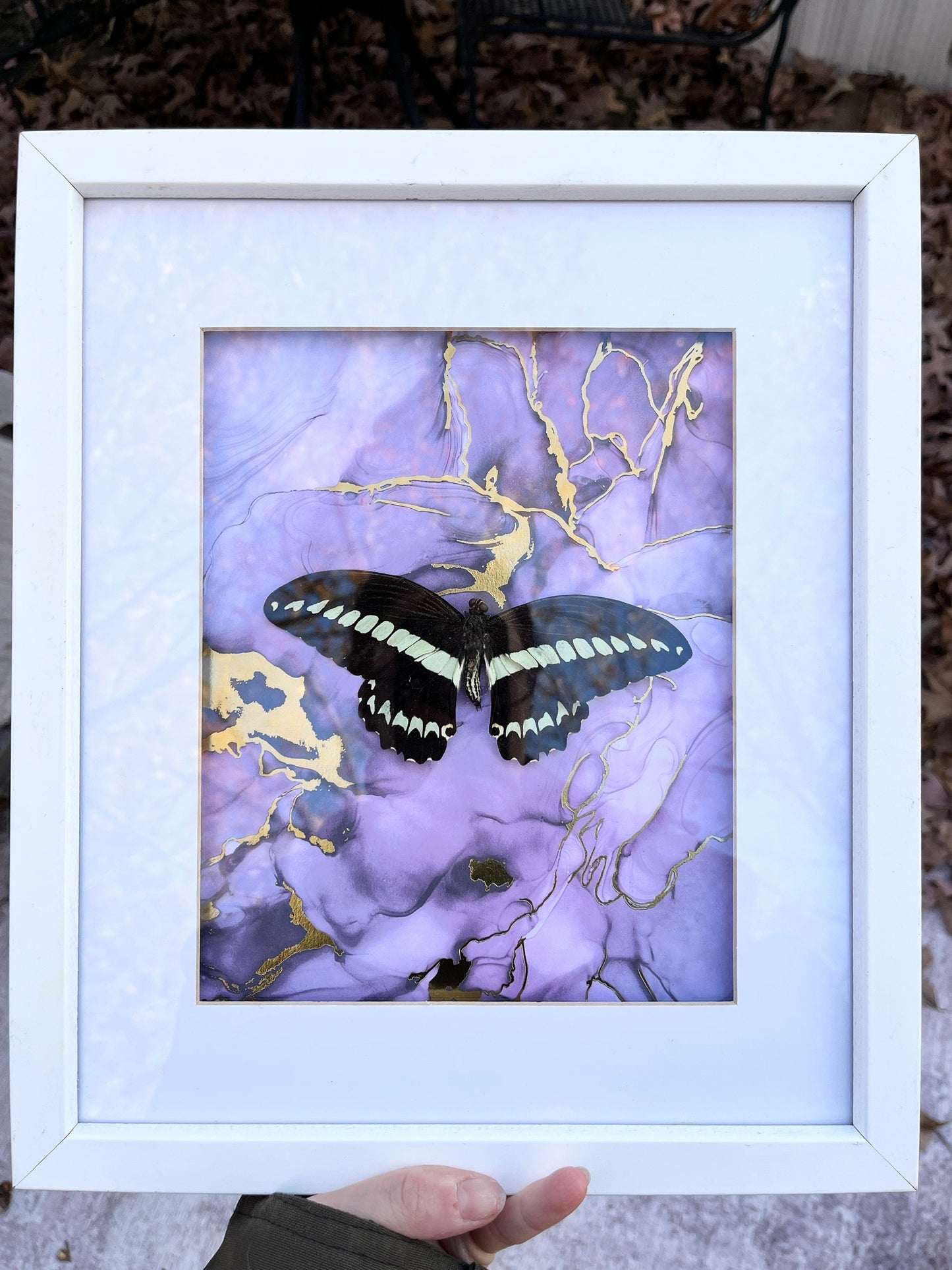 Large Butterfly Frame