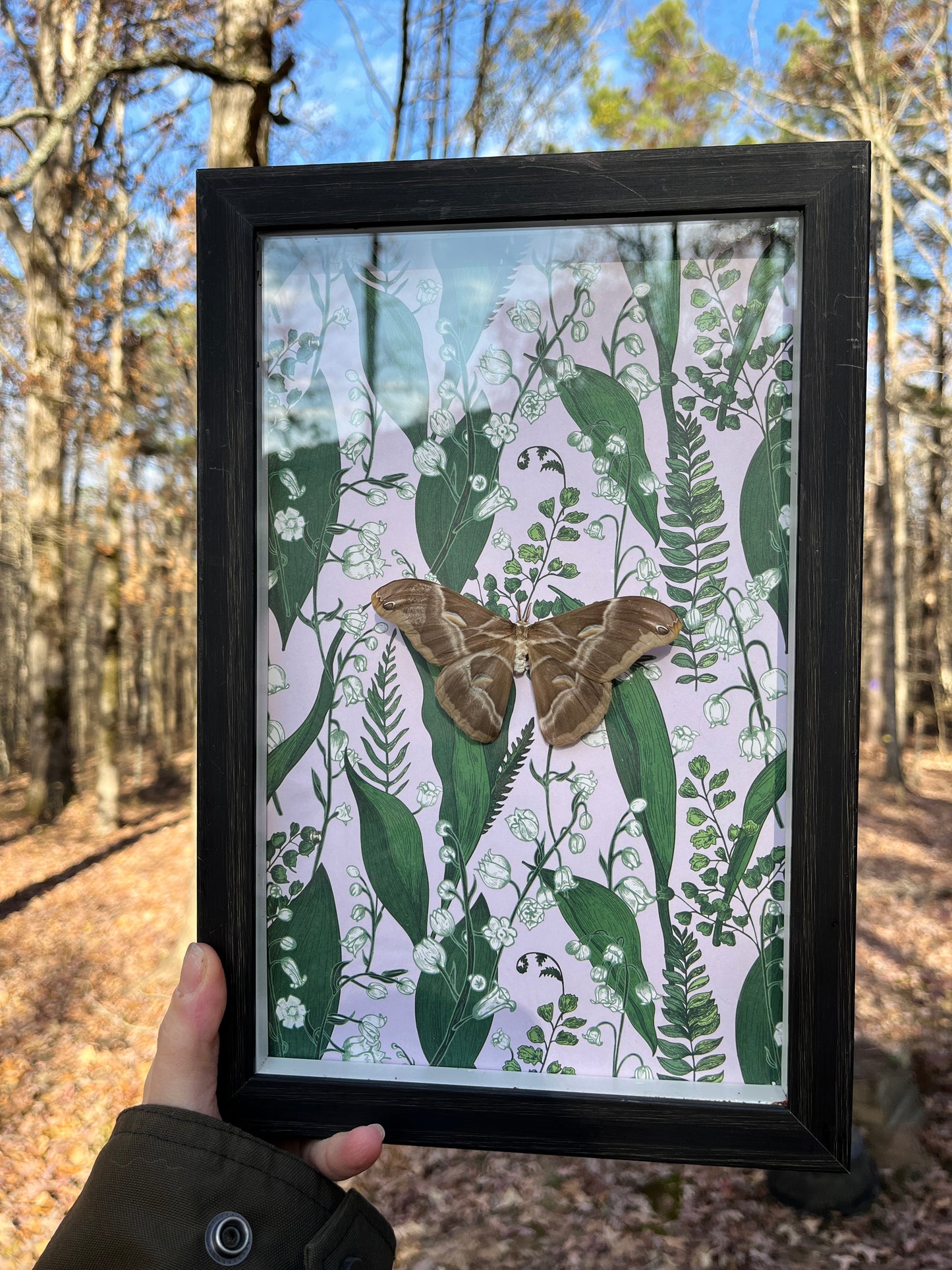 Silk Moth on Lilly of the Valley Frame