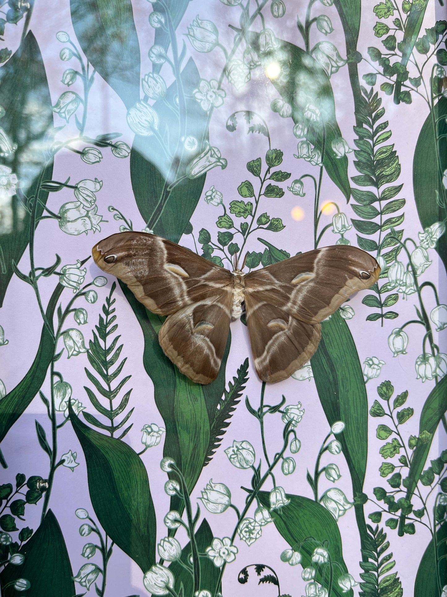 Silk Moth on Lilly of the Valley Frame