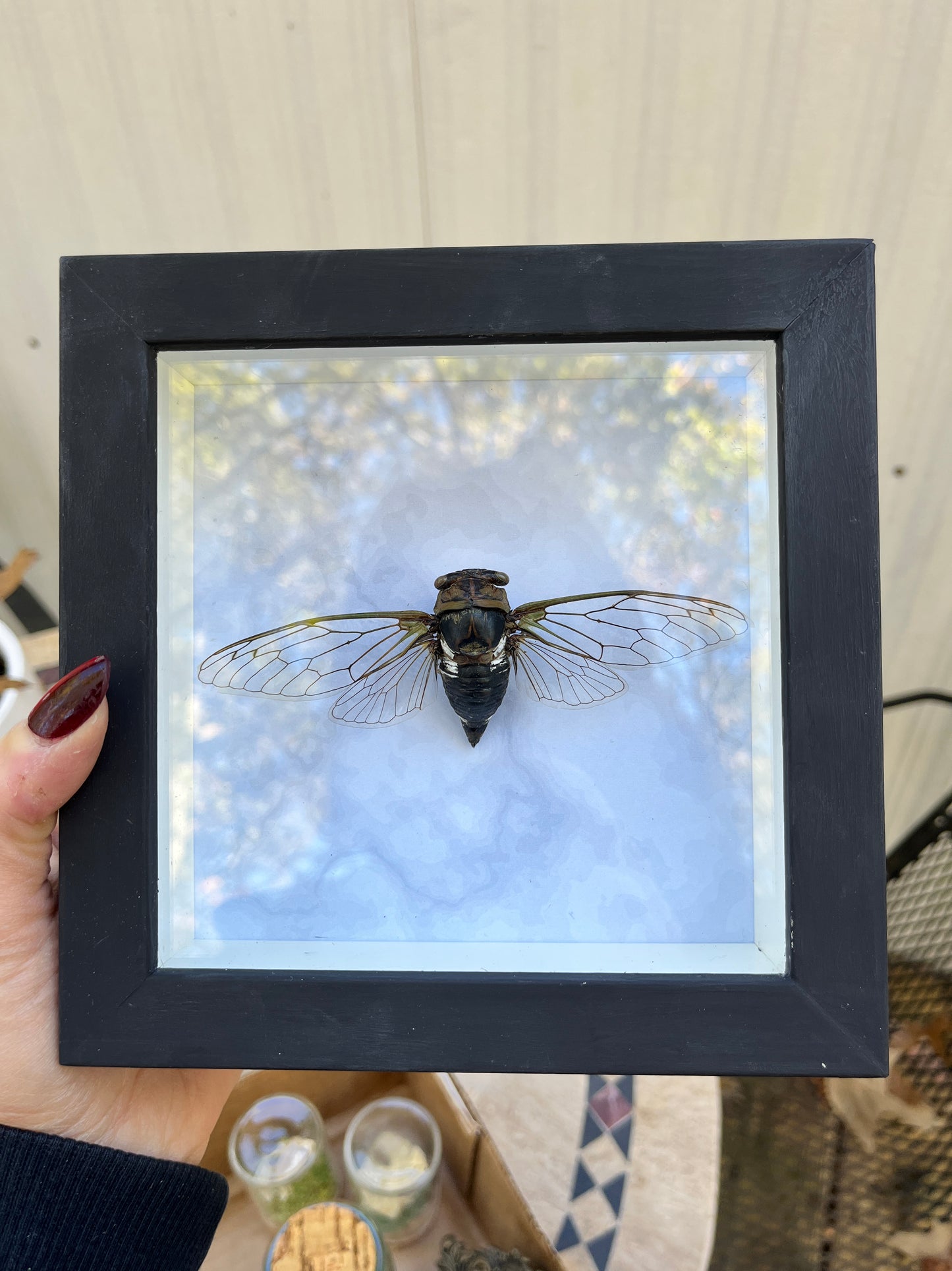 Arkansas Cicada Frame 2