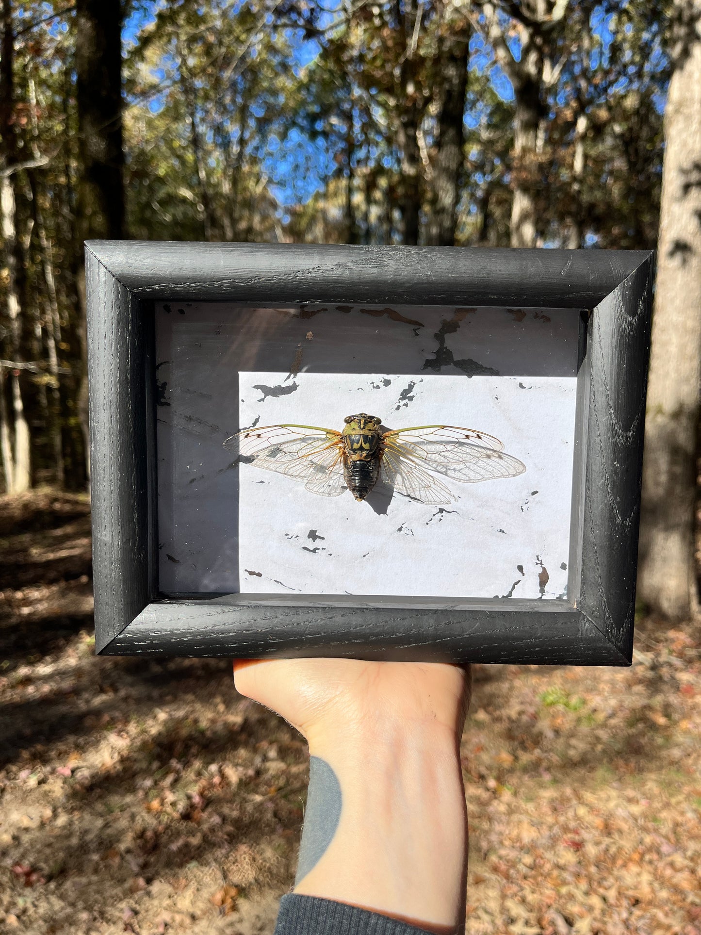 Arkansas Cicada Frame