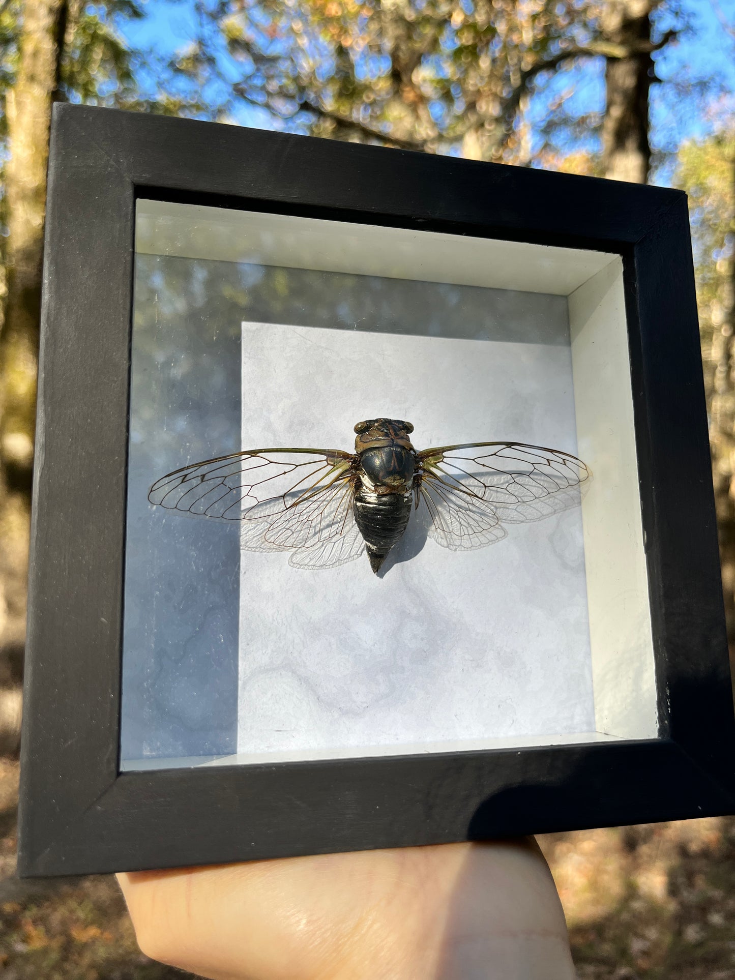 Arkansas Cicada Frame 2