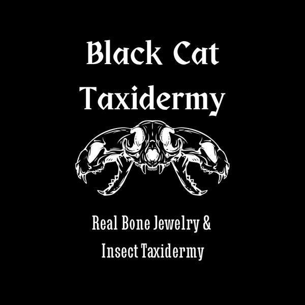 Black Cat Taxidermy