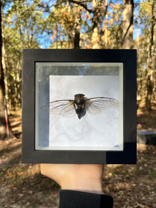 Arkansas Cicada Frame 2