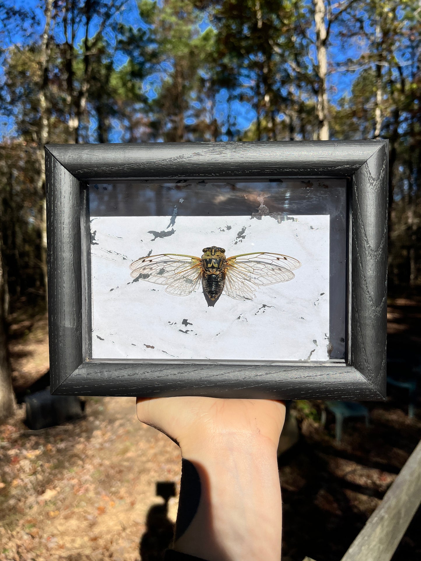 Arkansas Cicada Frame