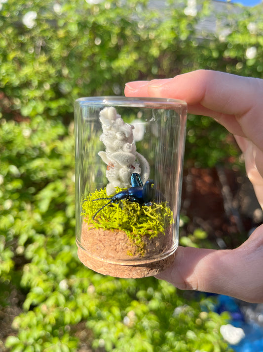 Insect Taxidermy: Blue Frog Beetle