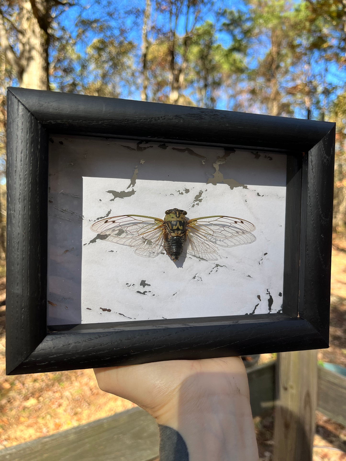 Arkansas Cicada Frame