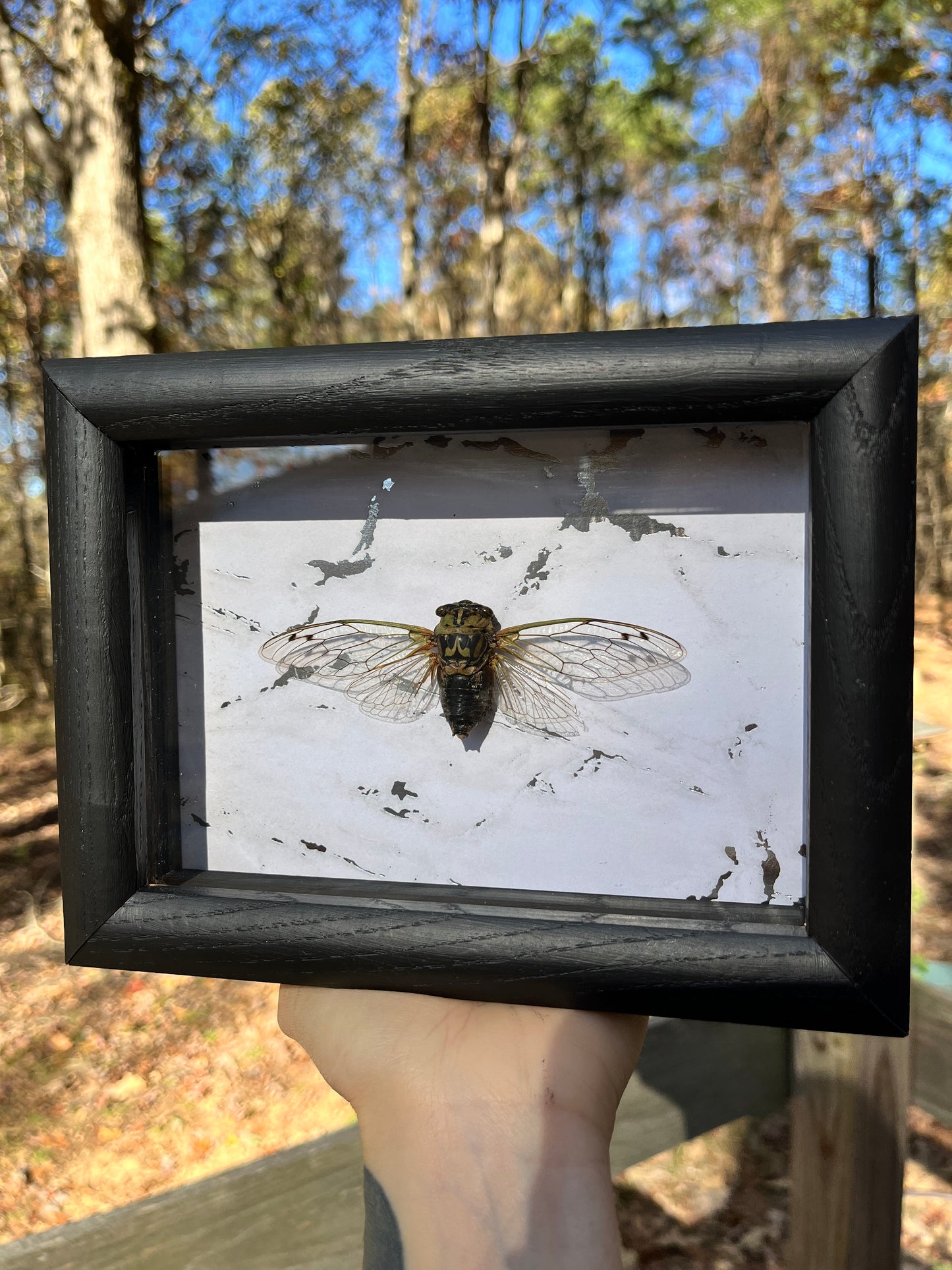 Arkansas Cicada Frame