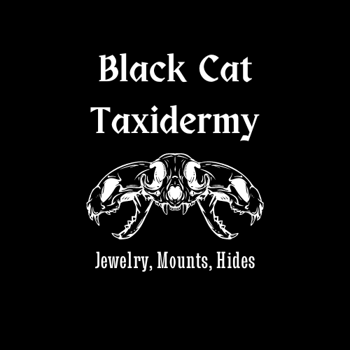 Black Cat Taxidermy